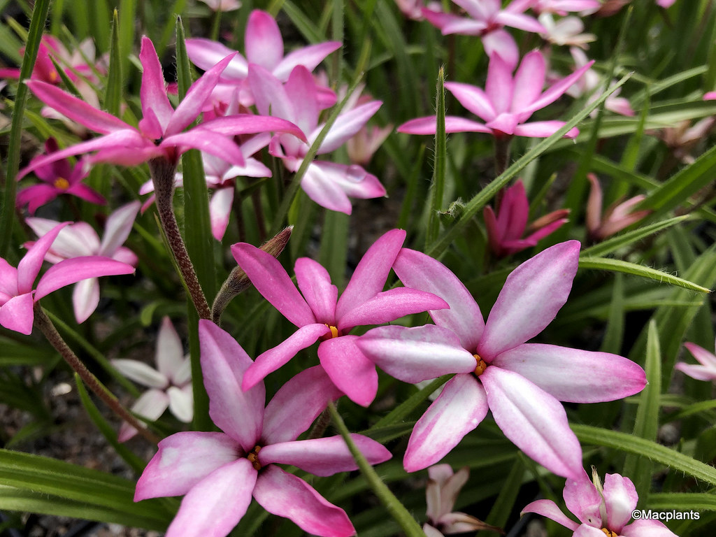 Rhodohypoxis baurii 'Hebron Farm Rose'